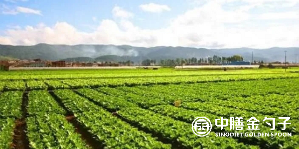 食材配送公司選擇種植基地應(yīng)該注意哪些事項(xiàng)？